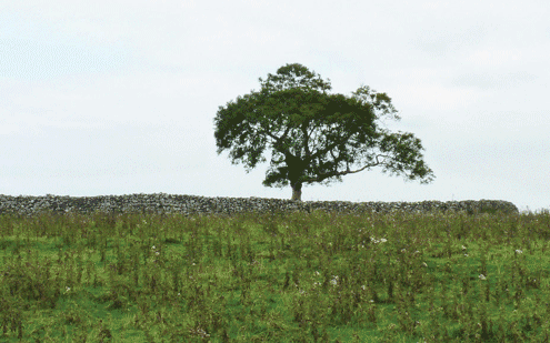 An image of Belmont Hill Fort