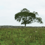 An image of Belmont Hill Fort