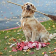 Funny pic of dog cleaning up