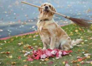 Funny pic of dog cleaning up