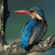 A Kingfisher bird
