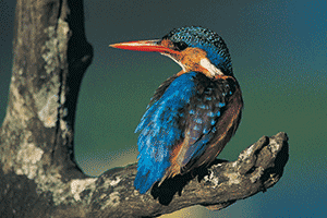 A Kingfisher bird